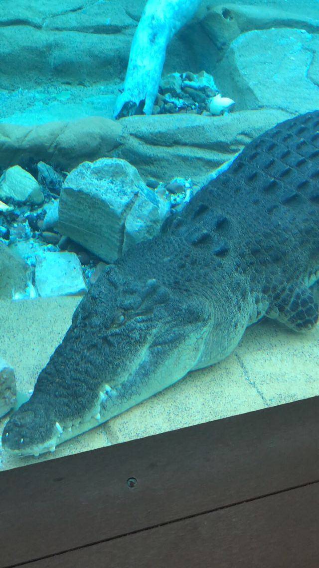 可可洛思鳄鱼湾主题公园