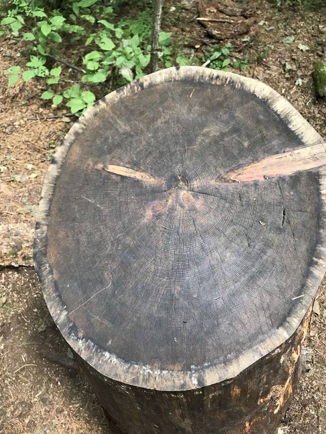 回龙湾国家森林公园