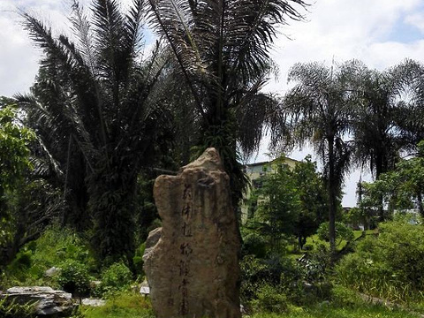 广西药用植物园旅游景点图片