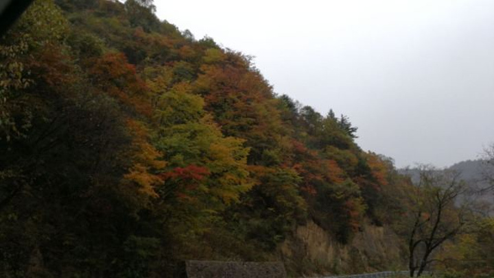 "这里是我国发现野人的地方，游玩的那天山上一直下雪，有的地方雪下的好大，一片云雾缭绕，没法完全看..._神农顶风景区"的评论图片