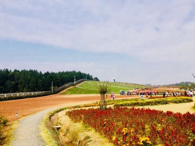 洋沙湖五彩花田