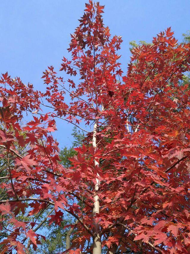 兴隆山自然保护区