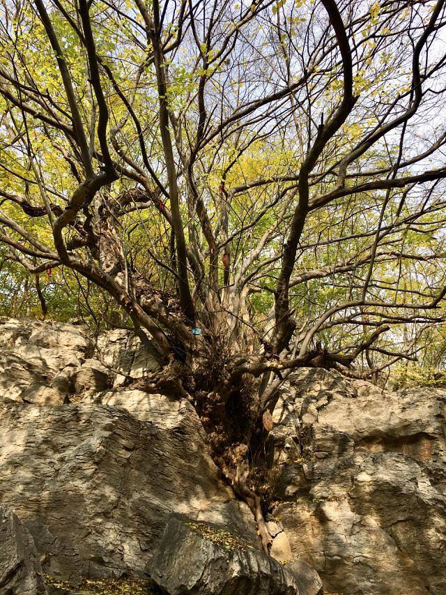 冠世榴园旅游度假区