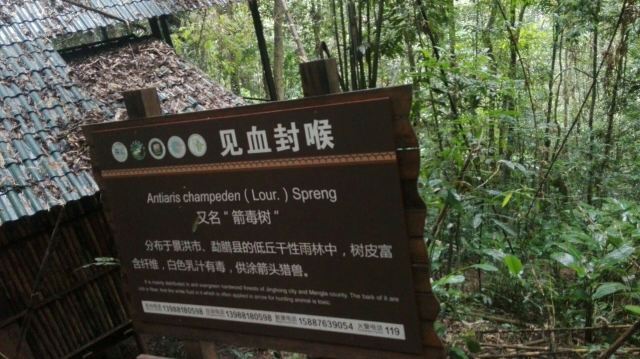 西双版纳雨林谷