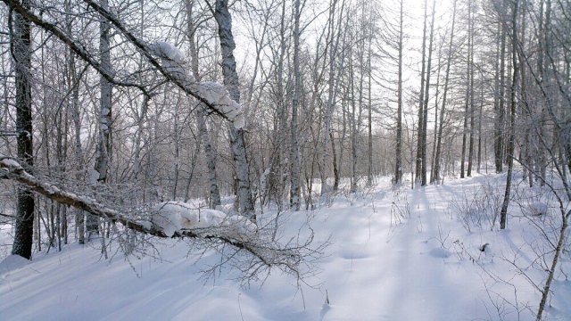 阿尔山白狼峰景区