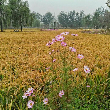 南京中山植物园旅游景点攻略图