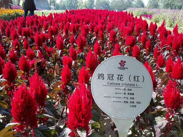 "...花和秋果的海洋，处处好风光，让人心情舒畅、心旷神怡，空气非常好，有孩子喜欢的喂小动物和游艺项目_怪石洞"的评论图片