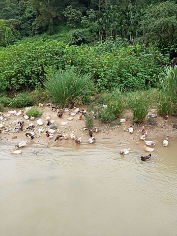 "_五指山水满河热带雨林风景区"的评论图片