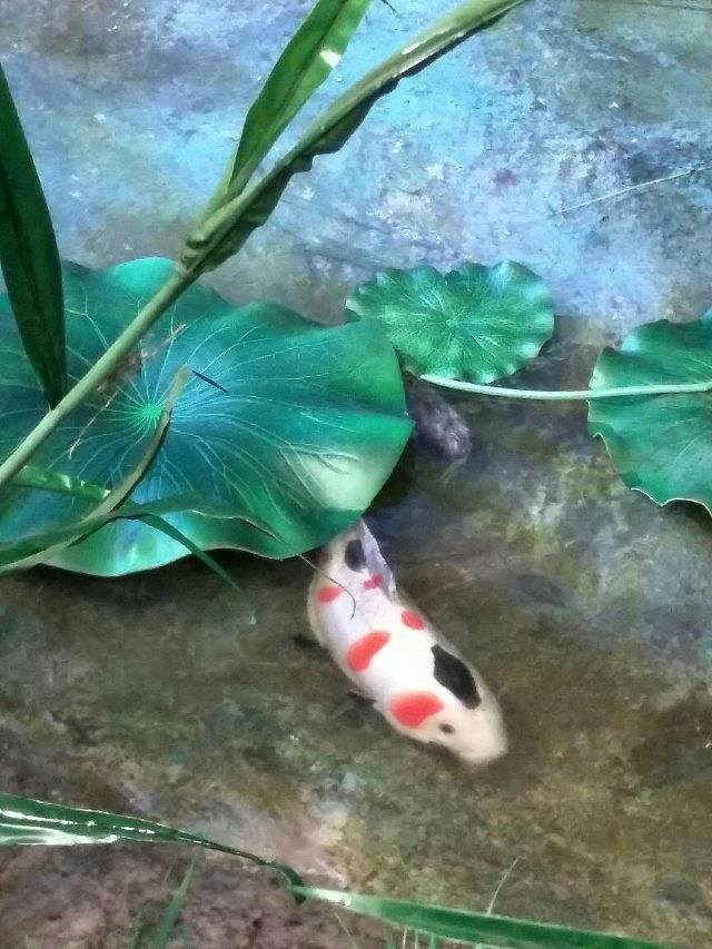 河北首届园林博览会