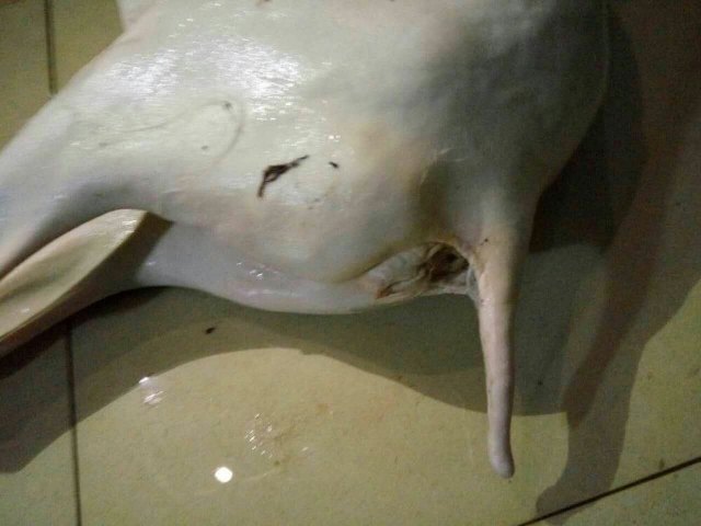 东方国际狩猎场