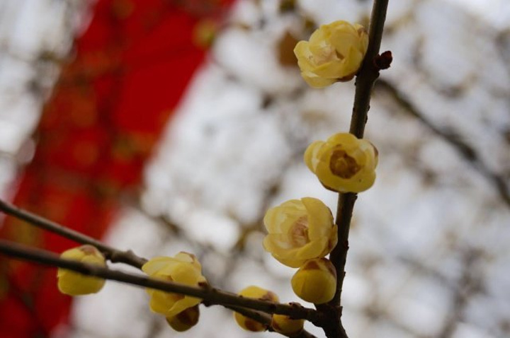 "梅的美丽、梅的风骨、梅的芳香，有如此魅力，非常令人心动。室外，园林小景，别致的田园风格；实在是太美了_鄢陵国家花木博览园"的评论图片