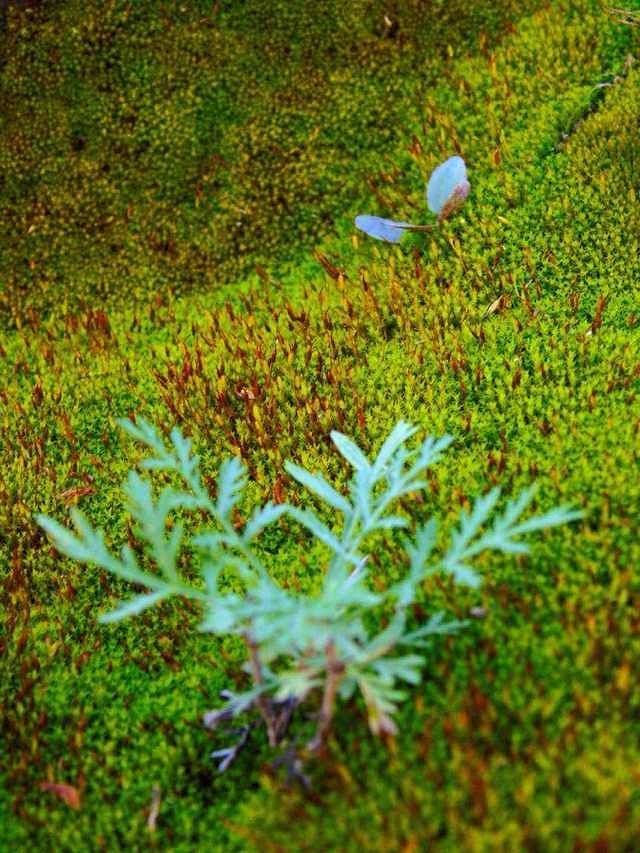 宁城县藏龙谷国家AAA级自然风景区