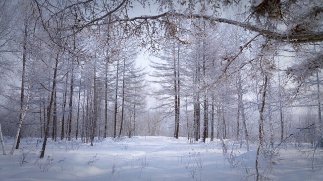 阿尔山白狼峰景区