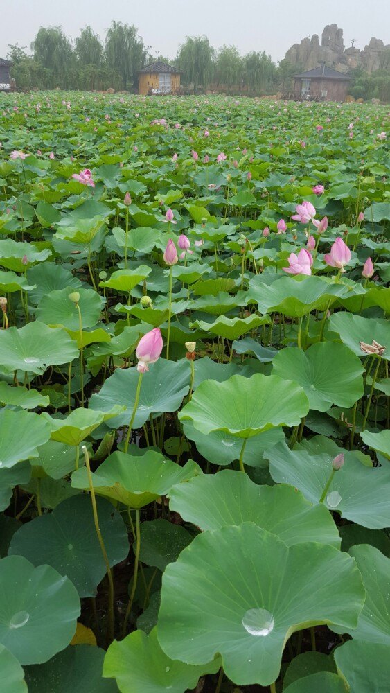 灵山莲花温泉度假区