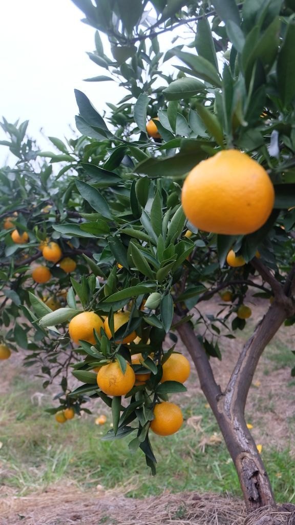 中国柑橘博览园