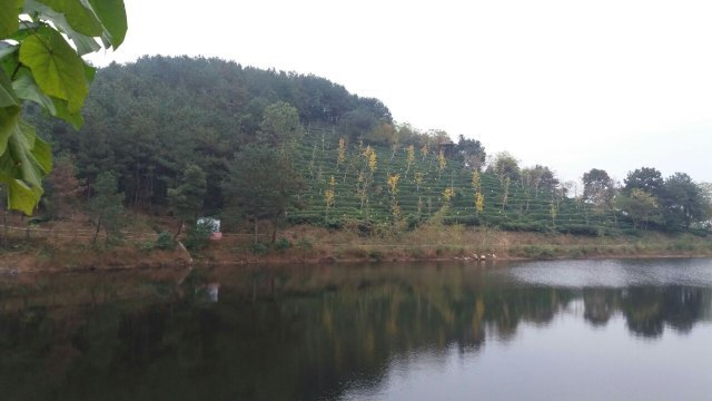 花乡茶谷旅游景区