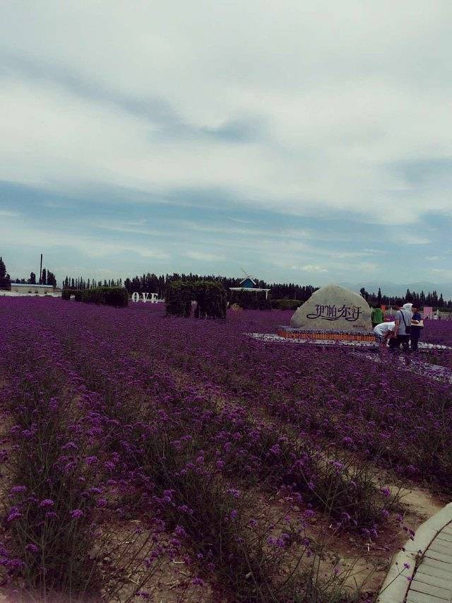 伊帕尔汗薰衣草观光园