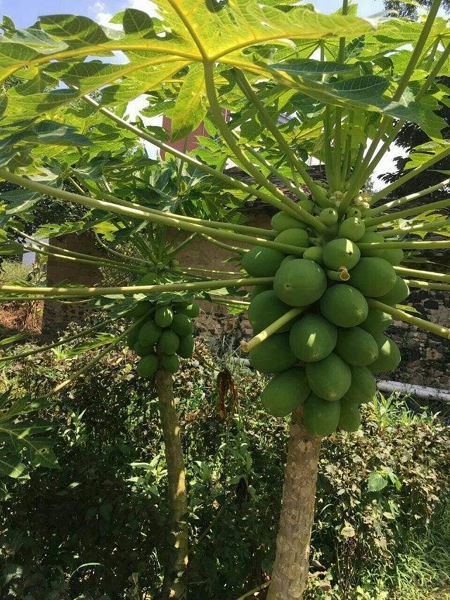 广州市世外桃源度假村