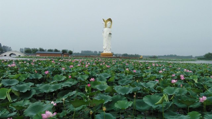 "一方水土养一方人，在城里需精心养护的荷花，在这里滋意的生长着，不用刻意养护，这就是荷花的圣地_元妃荷园"的评论图片