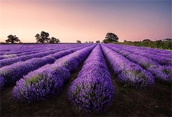 汉家公主薰衣草园