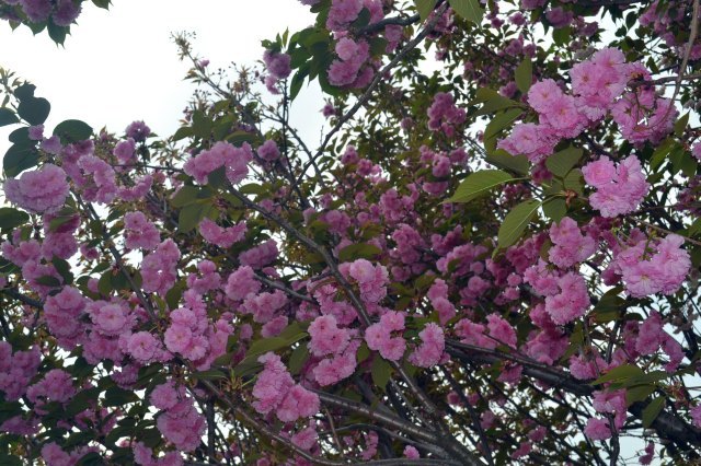 花果山芳香小镇