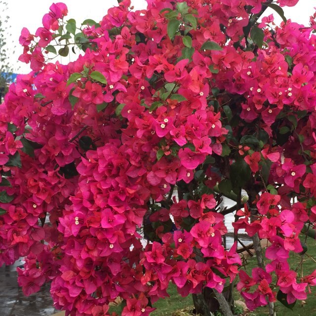 森波拉度假森林