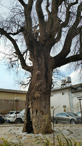 "游客不是太多，真的是一个安静的、可以发呆的地方，茶马古道的驿站，有历史，有文化，顺着道旁的溪水..._沙溪古镇"的评论图片