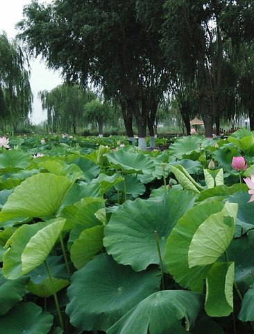 "一方水土养一方人，在城里需精心养护的荷花，在这里滋意的生长着，不用刻意养护，这就是荷花的圣地_元妃荷园"的评论图片