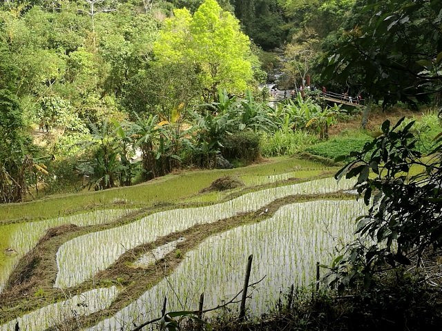 "雨林边缘开辟的一小片地方，风景优美，入口处可以眺望一下五指山，面积不大，2-3小时就转完了，有..._五指山水满河热带雨林风景区"的评论图片