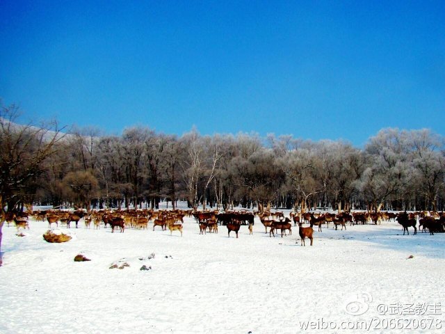 平山神鹿滑雪场