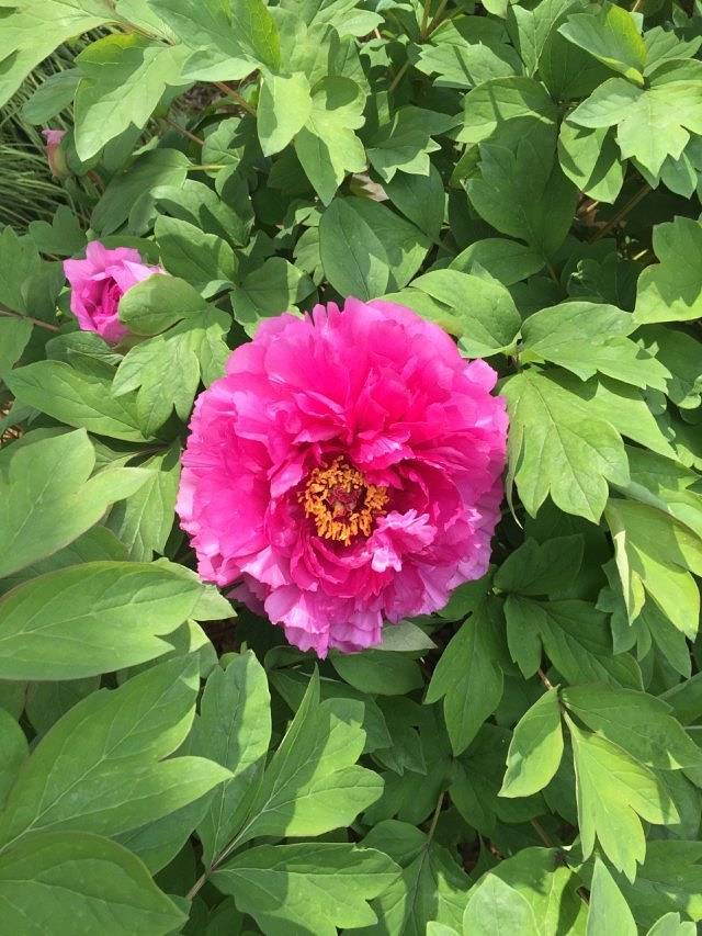 哈密赏石文化博物馆