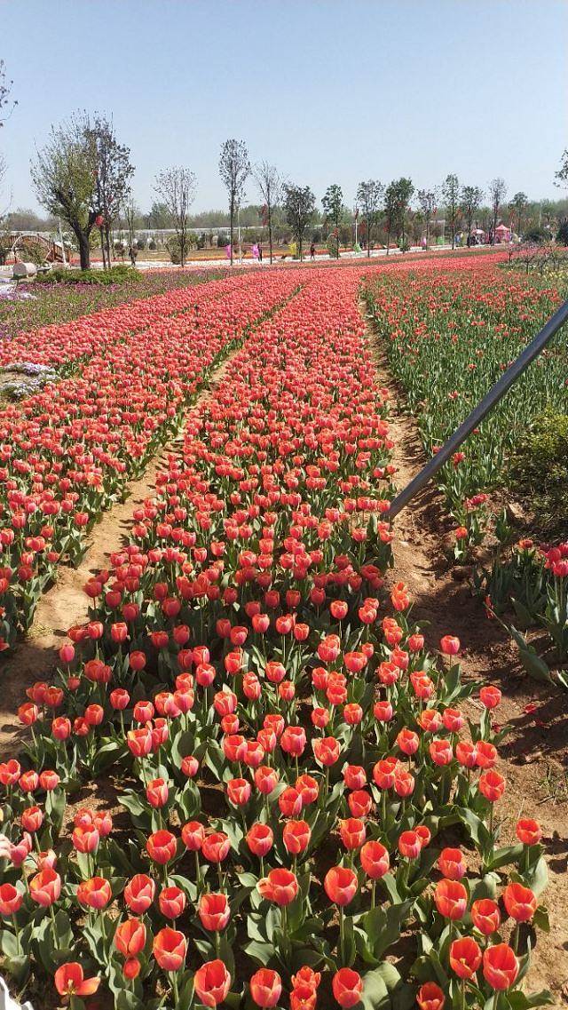 鄢陵五彩大地景区