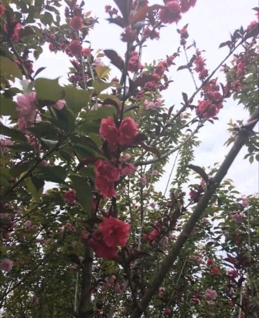 花田广兴宝塔浪漫樱花园