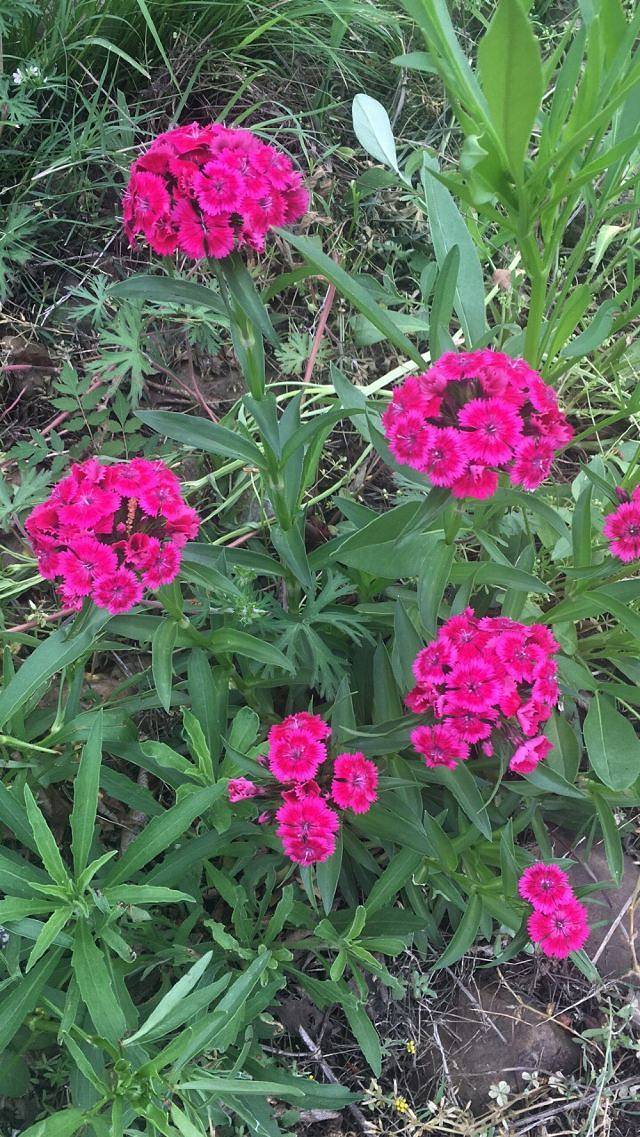 万紫千红植物园