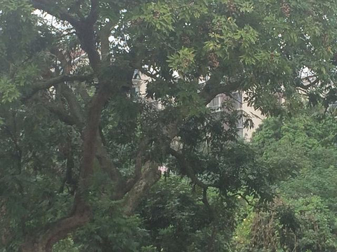 张坝桂圆林旅游景点攻略图