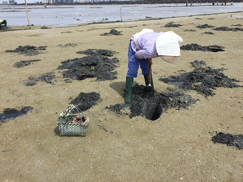 红树林天天赶海旅游景点攻略图