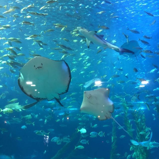 济州岛Aqua Planet水族馆