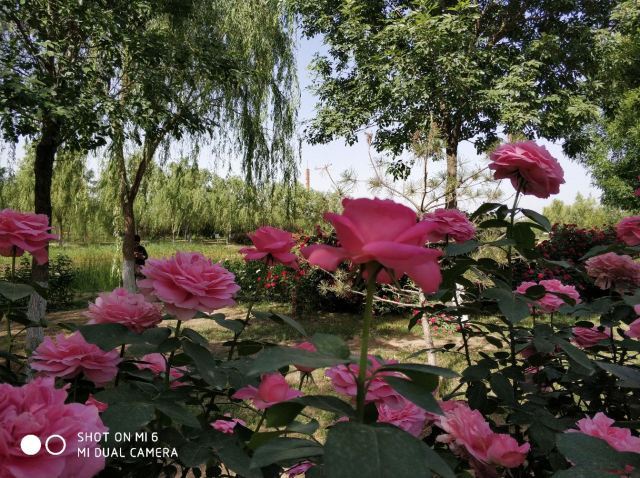 大兴世界月季主题园