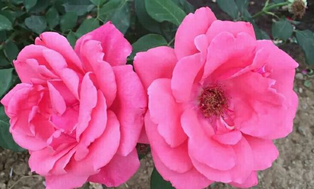 北京爱情海玫瑰园(维克特拓展基地)