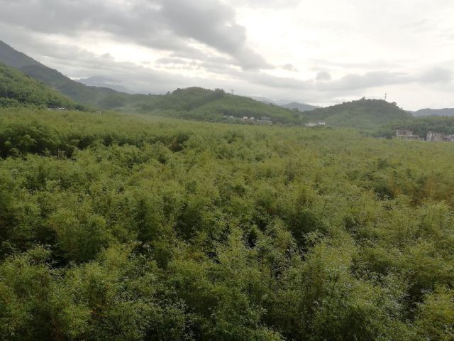 绥江竹海生态旅游景区