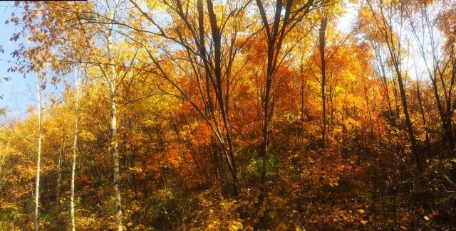 茅荆坝森林公园