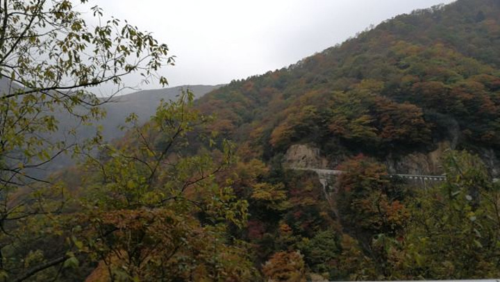 "这里是我国发现野人的地方，游玩的那天山上一直下雪，有的地方雪下的好大，一片云雾缭绕，没法完全看..._神农顶风景区"的评论图片