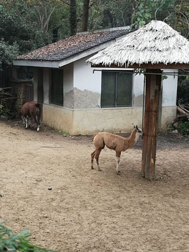 杭州动物园旅游景点攻略图