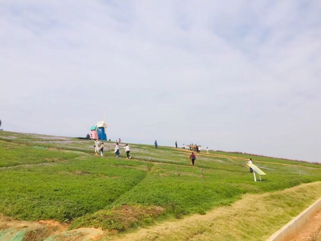 洋沙湖五彩花田