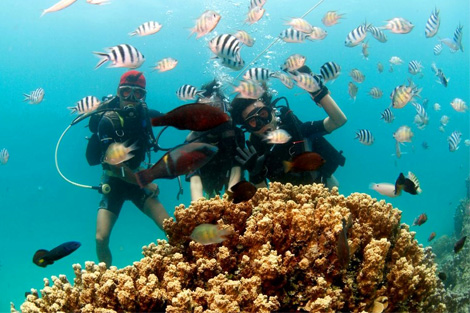 凤凰岛远海潜水观光:含珊瑚潜水 独木舟 香蕉船 午餐 接送
