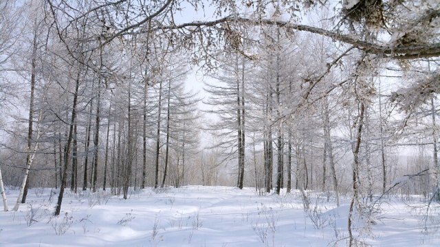 阿尔山白狼峰景区