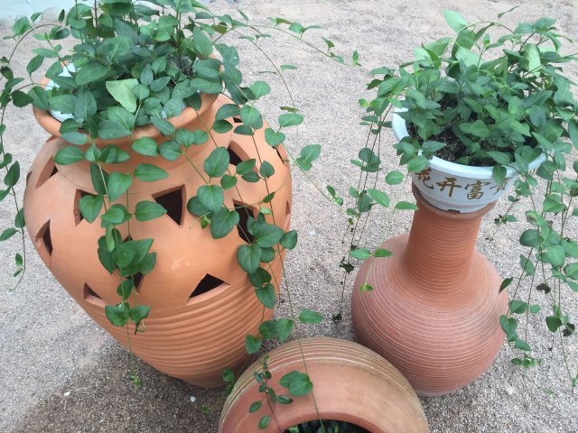 北川维斯特农业示范观光园