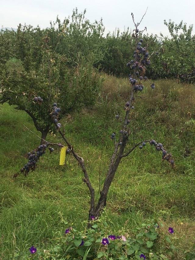 山西凤凰山生态植物园