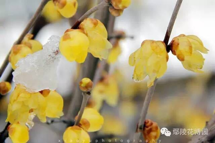 "一颗初心，与愛的你一起踏雪赏梅，怎能不美！每年冬天，都会盼一场雪。一颗初心，遇到第一场雪，怎能不美_鄢陵国家花木博览园"的评论图片