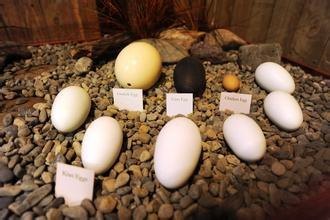 柳岸野生动物保护区